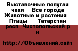 Выставочные попугаи чехи  - Все города Животные и растения » Птицы   . Татарстан респ.,Чистопольский р-н